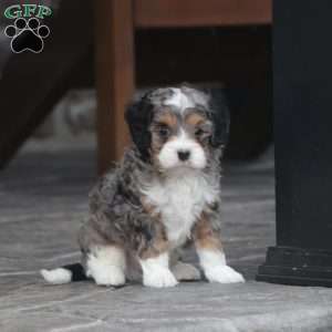 Zade, Cavapoo Puppy